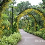 シンガポール植物園のオンシジュームアーチ