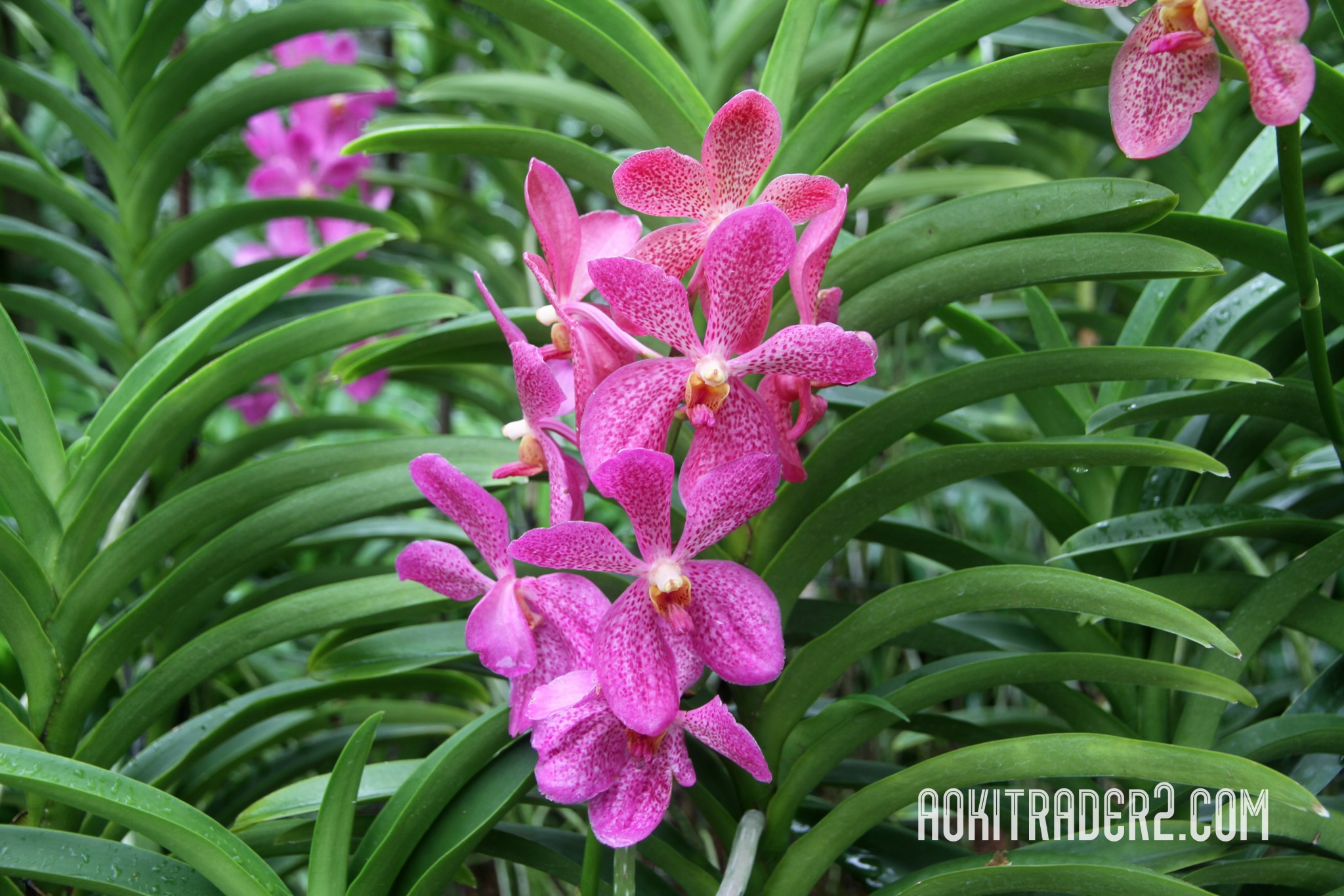 シンガポール植物園のピンク色のラン（蘭）