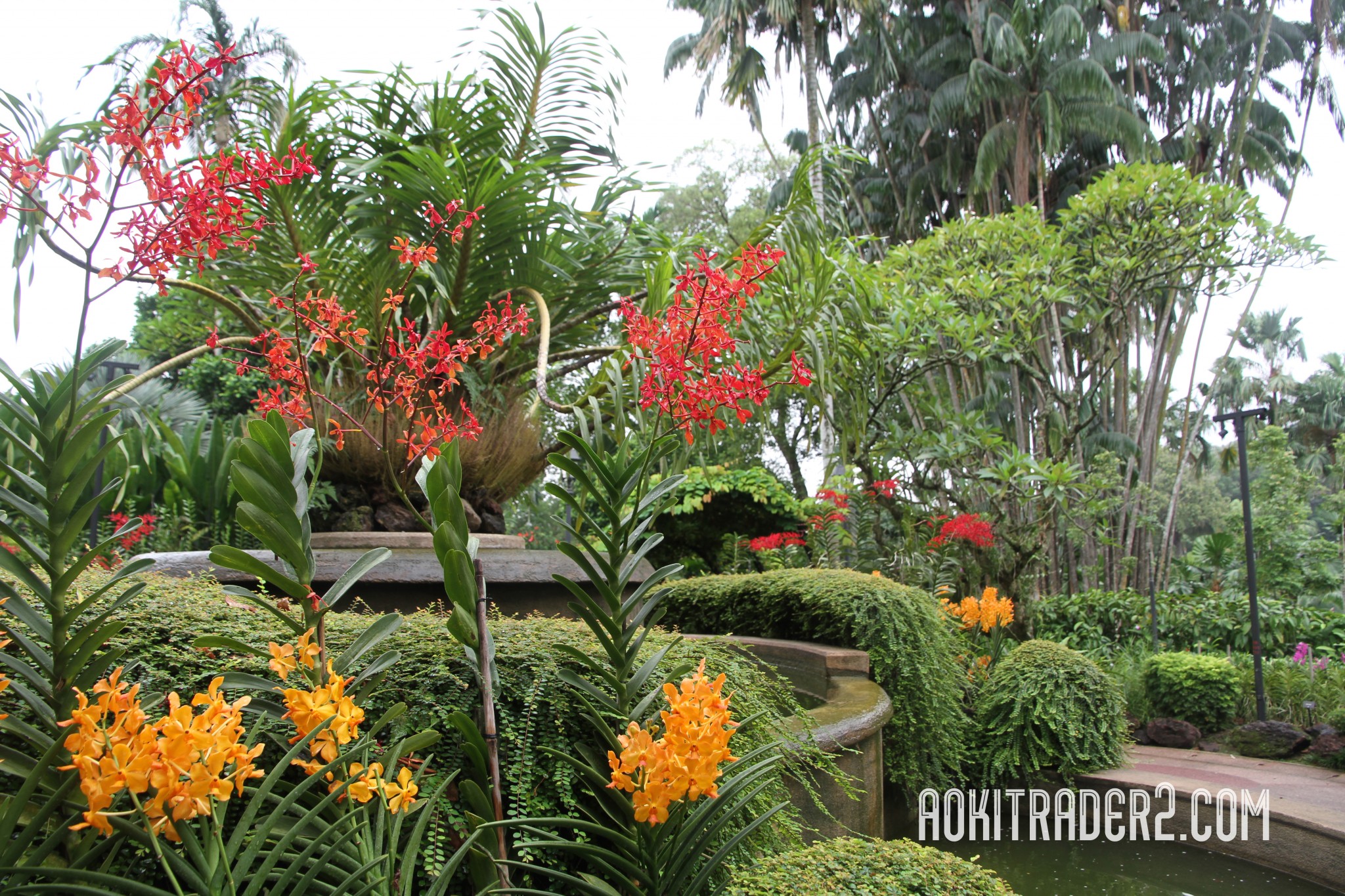 シンガポール植物園の赤と黄色のラン（蘭