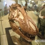 バーナム・ブラウンが発見したティラノサウルスの頭蓋骨