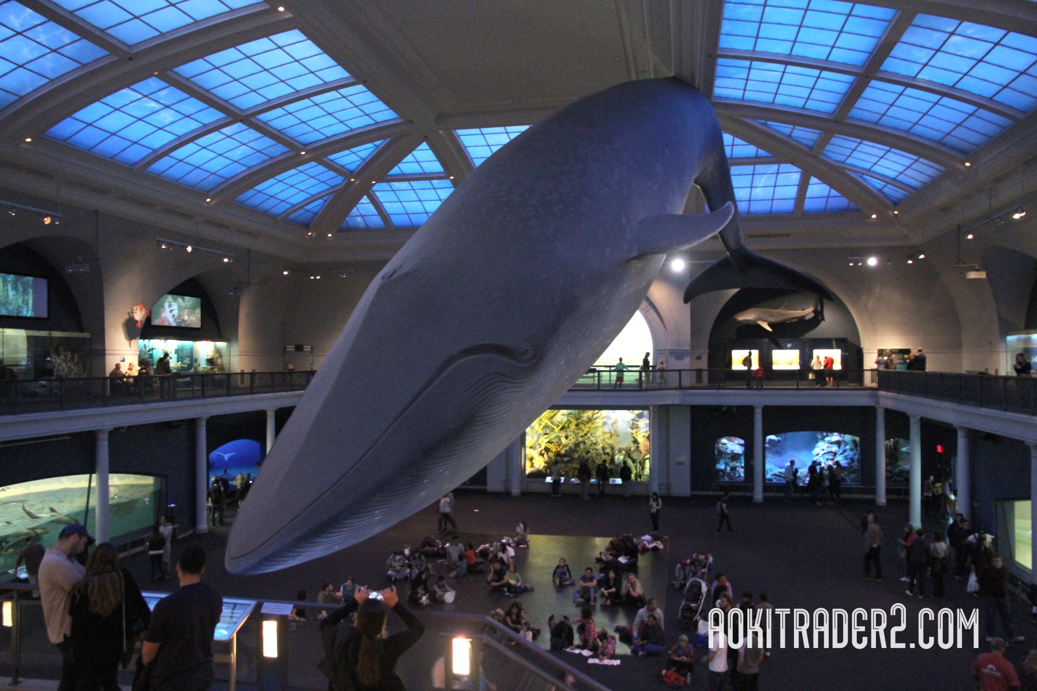 アメリカ自然史博物館　シロナガスクジラ