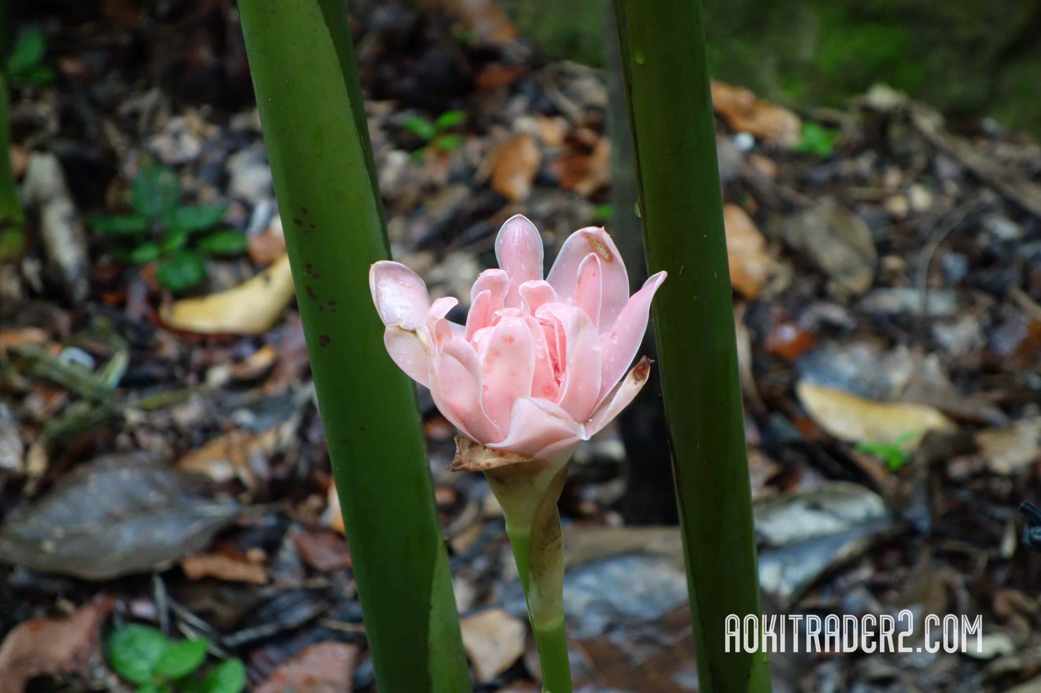 シンガポール植物園のピンク色のトーチジンジャー