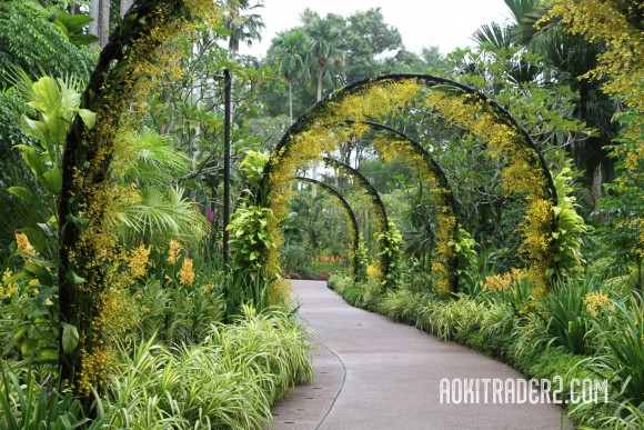シンガポール植物園のオンシジュームアーチ