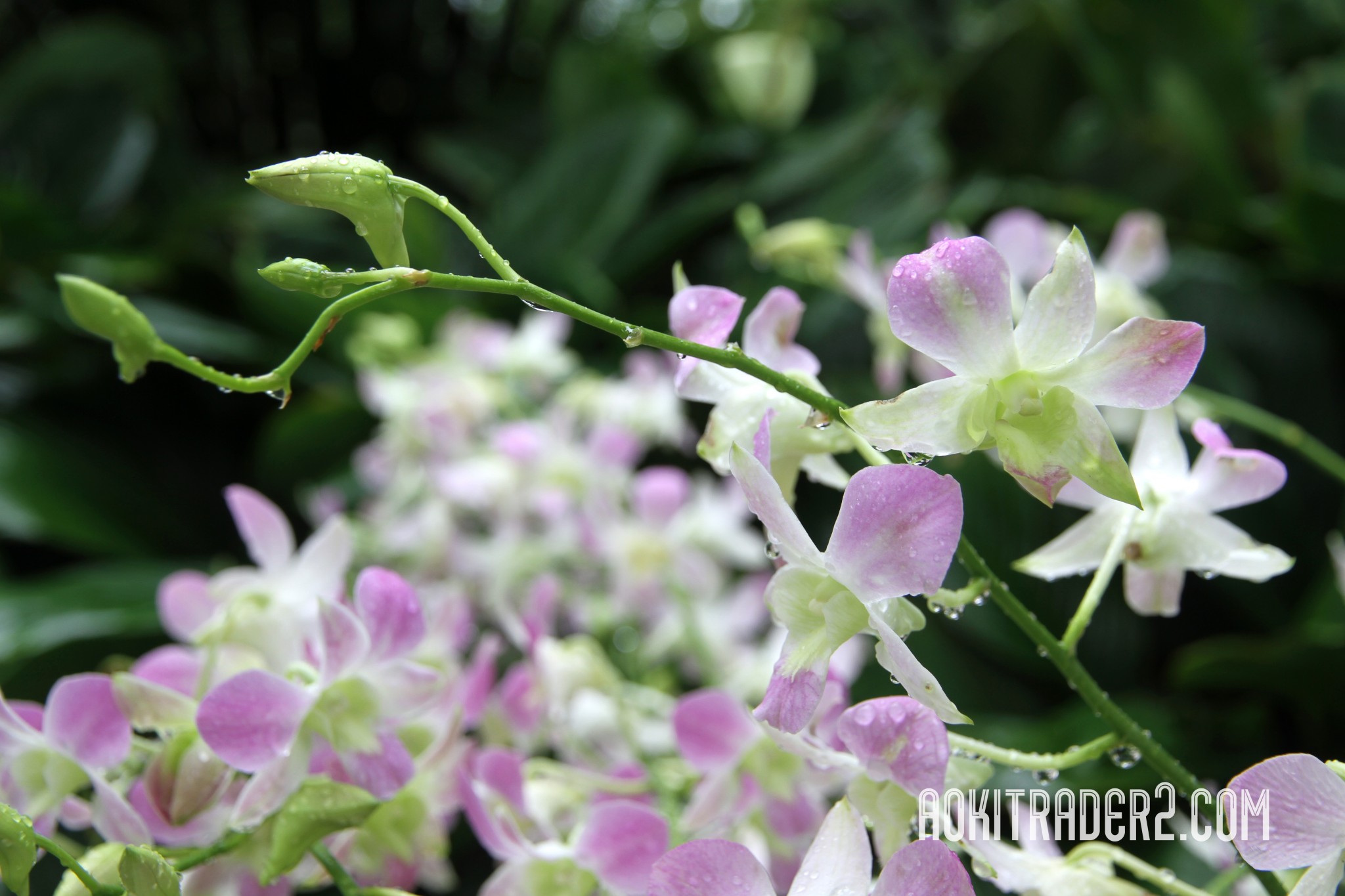 シンガポール植物園のラン（蘭）の蕾