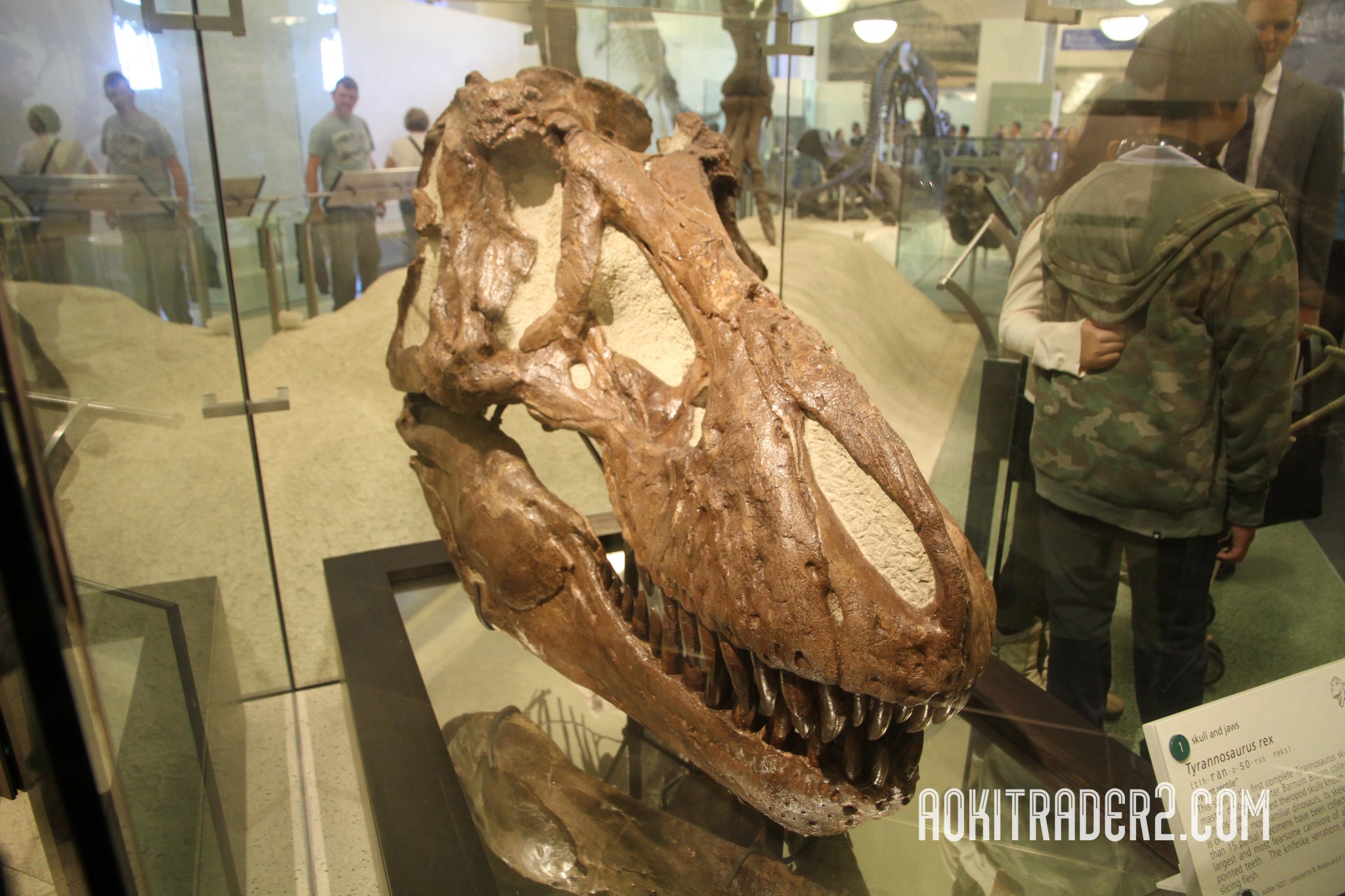 バーナム・ブラウンが発見したティラノサウルスの頭蓋骨